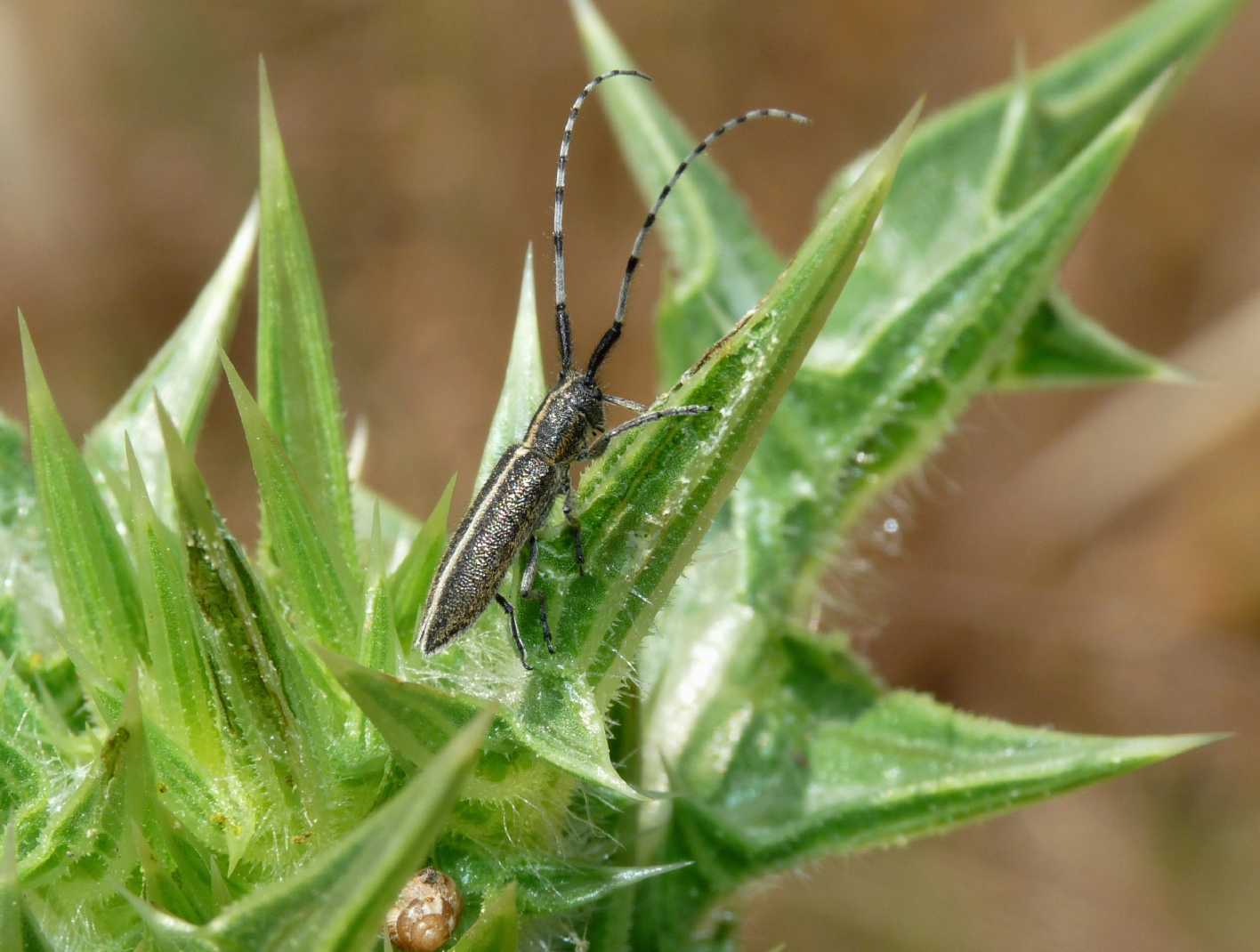 Agapanthia (s.str.) suturalis